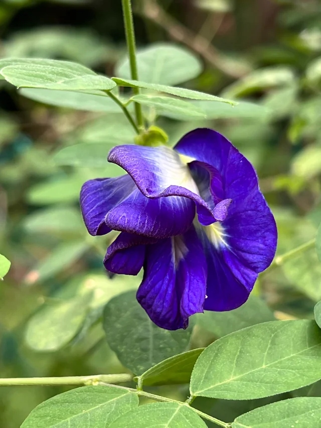 bluepea