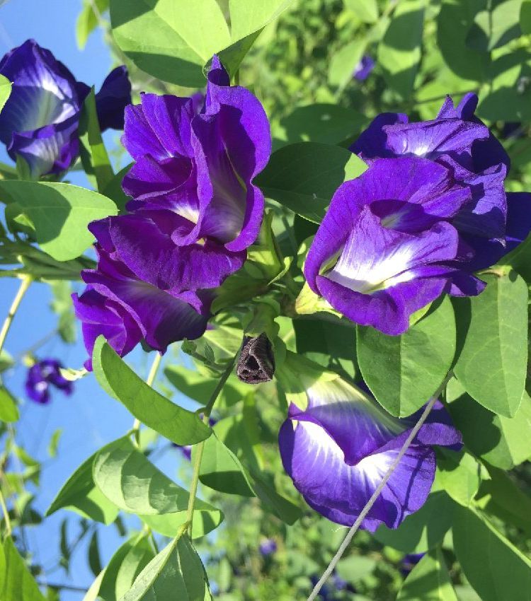 Butterfly Pea Flower